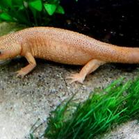 TRITONI PLEURODELES ALBINI 20cm