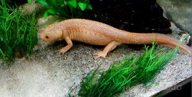 TRITONI PLEURODELES ALBINI 20cm