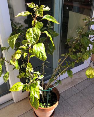 ibiscus variegato