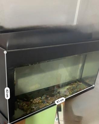 Acquario