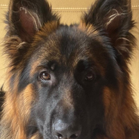 Pastore Tedesco per monta