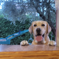 Labrador per accoppiamento