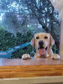 Labrador per accoppiamento