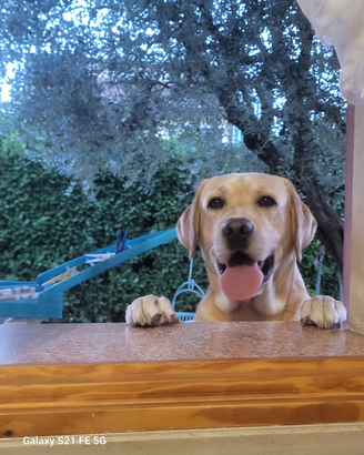 Labrador per accoppiamento