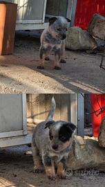 Australian Cattledog