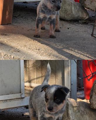Australian Cattledog