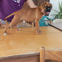 Cucciola boxer