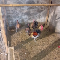 Cornuta caltanissetta e fleke