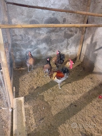 Cornuta caltanissetta e fleke