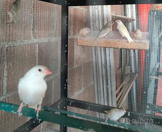 Diamanti del Gould