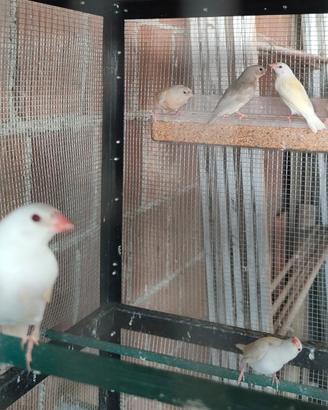 Diamanti del Gould