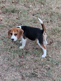 Beagle cuccioli