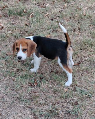 Beagle cuccioli