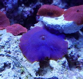 Discosoma viola coralli molli