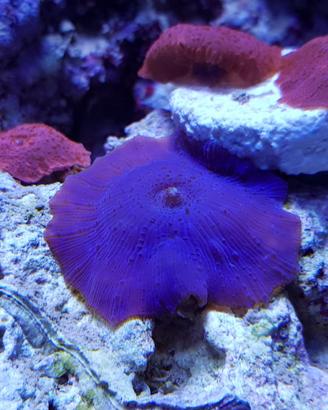 Discosoma viola coralli molli