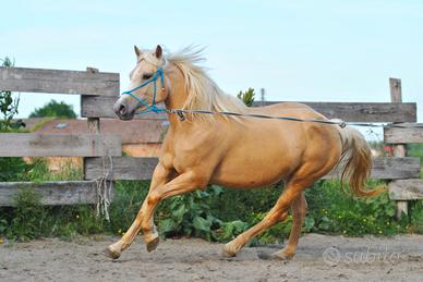 Cavalla Quarter haflinger