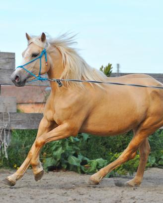 Cavalla Quarter haflinger