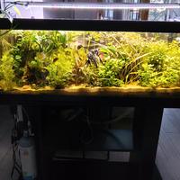 acquario