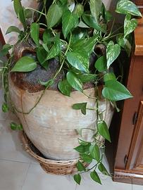 anfora antica 50 anni