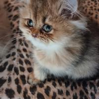 Cuccioli british longhair
