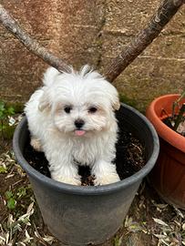Maltese koreano maschietto- pedigree