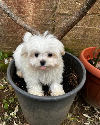Maltese koreano maschietto- pedigree