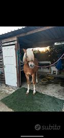 Cavallo haflinger