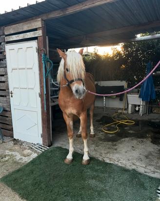 Cavallo haflinger