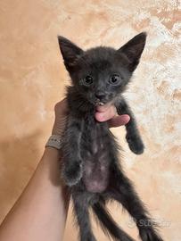 Questo gattino aspetta una casa