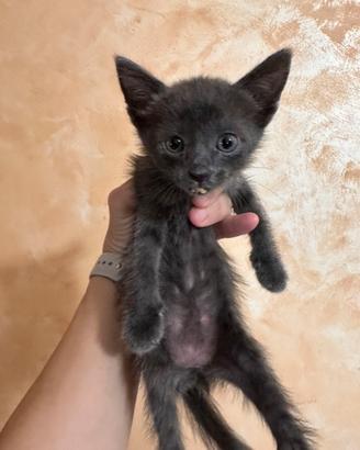 Questo gattino aspetta una casa