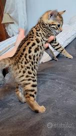 Gattini bengala selezionati