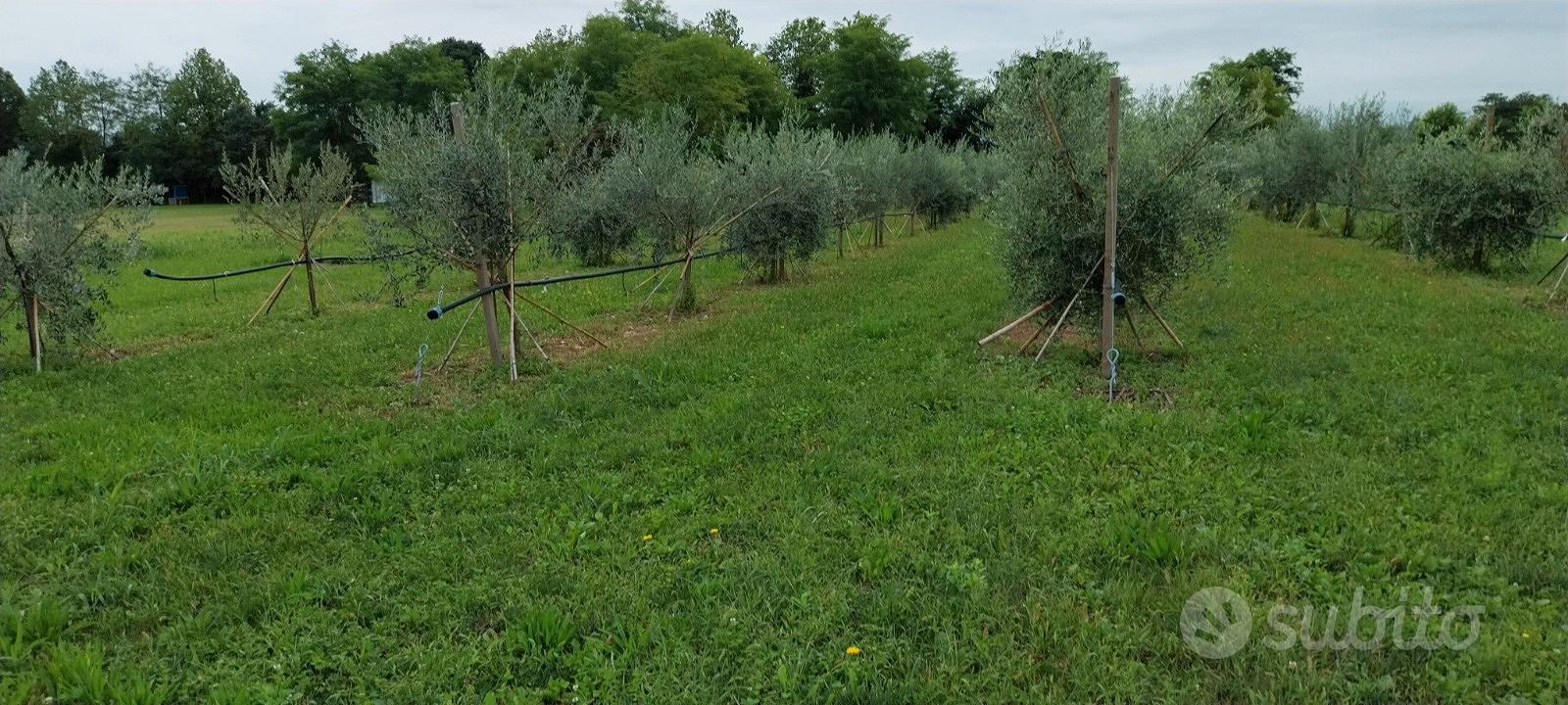 Terreno edificabile e agricolo - Vista 4