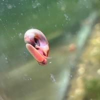 Lumache acquario
