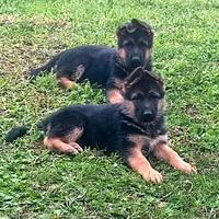 Cuccioli pastore tedesco