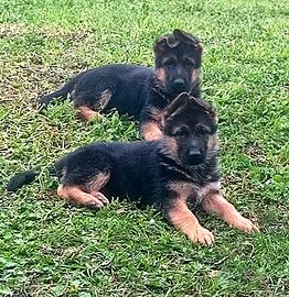 Cuccioli pastore tedesco