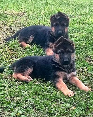 Cuccioli pastore tedesco