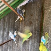 Pappagalli vari colori