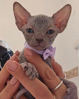 Sphynx ultima femminuccia blu pedigree Enfi