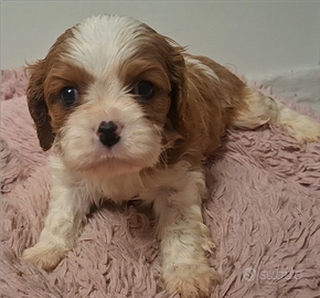 Cucciole di Cavalier King blenheim con pedigree