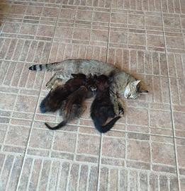 Gattini 