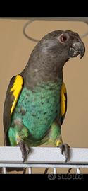 coppia Poicephalus  Meyeri