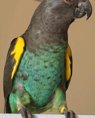 coppia Poicephalus  Meyeri