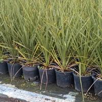 piante di palma Dracena cordilina