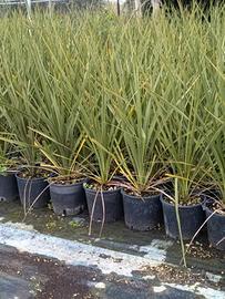 piante di palma Dracena cordilina