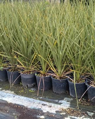 piante di palma Dracena cordilina