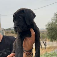 Cane corso