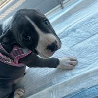 Splendida cucciola di' pitbull blu 2mesi