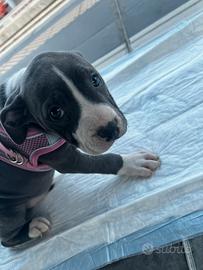 Splendida cucciola di' pitbull blu 2mesi