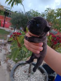 Bulldog francese mantello blu