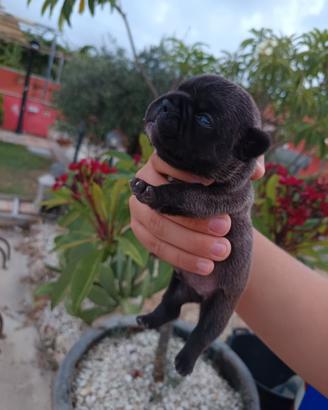 Bulldog francese mantello blu